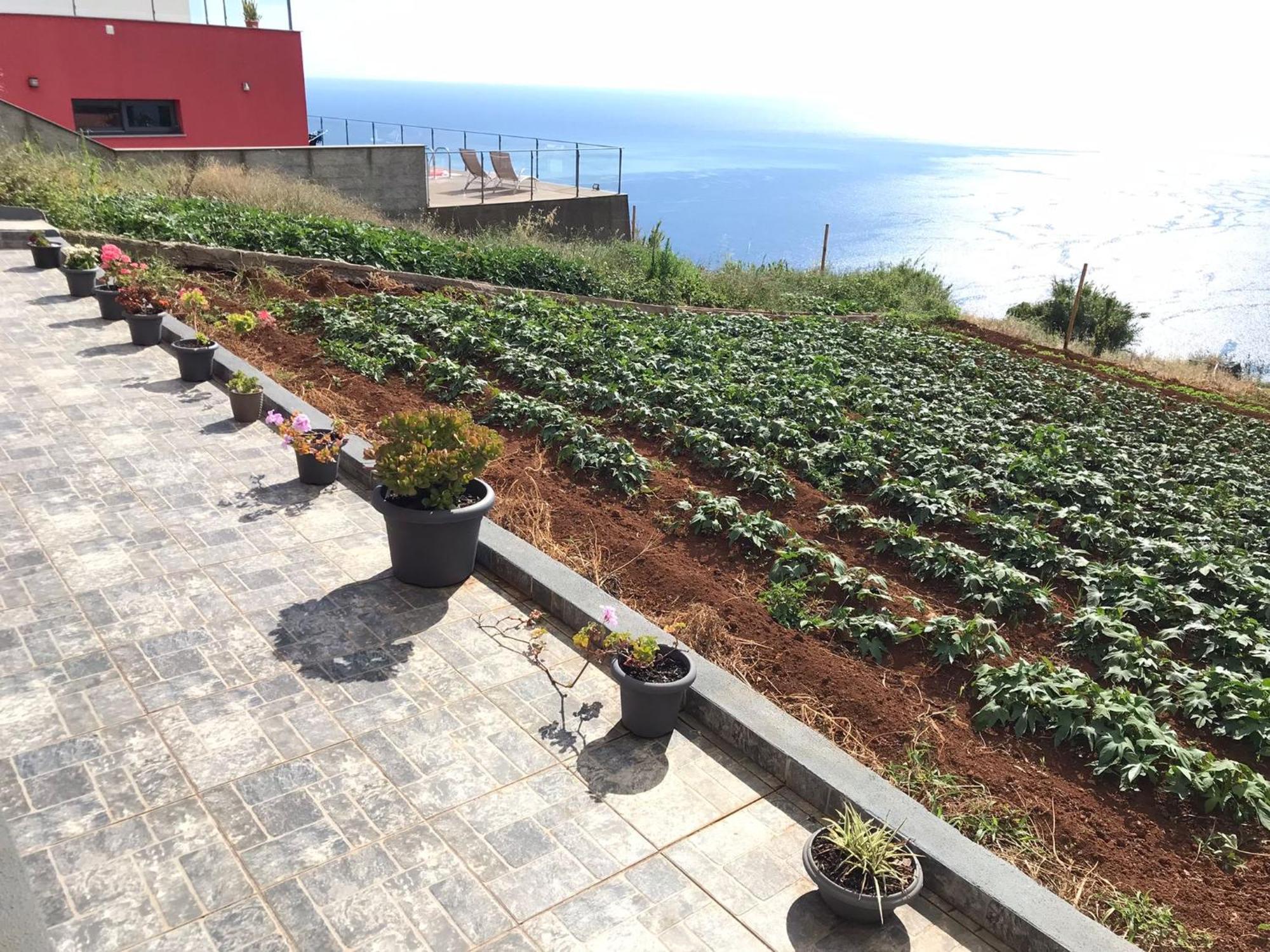 Palheirinho Da Achada Villa Arco da Calheta  Eksteriør billede